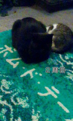 猫の親子_f0069907_20165745.jpg