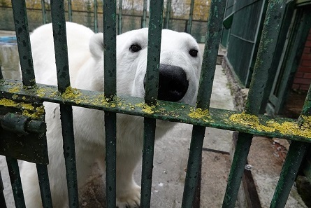 モスクワ動物園・ヴォロコラムスク附属保護施設のニカは雄（オス）、名前もニコライ(Николай)と改名されていたことが判明_a0151913_01141494.jpg