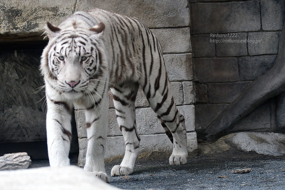 2020.10.14 東武動物公園☆ホワイトタイガーのシュガーくん【White tiger】_f0250322_22365446.jpg