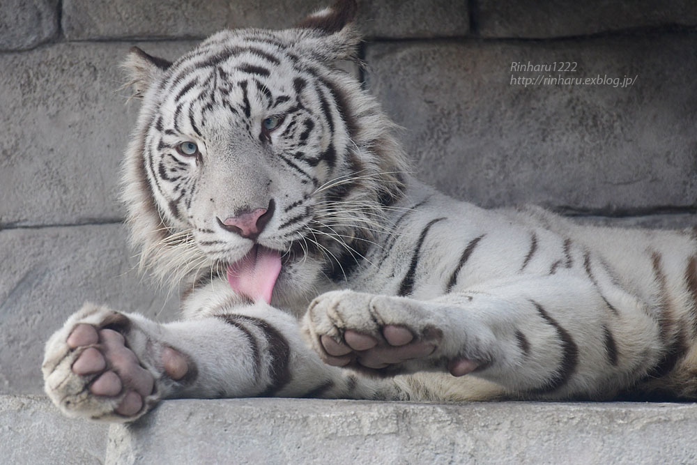 2020.10.14 東武動物公園☆ホワイトタイガーのシュガーくん【White tiger】_f0250322_22381544.jpg