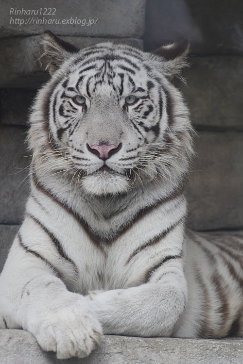 2020.10.14 東武動物公園☆ホワイトタイガーのシュガーくん【White tiger】_f0250322_22383016.jpg