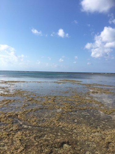 黒島 仲本海岸 ほぼゴルフ日記