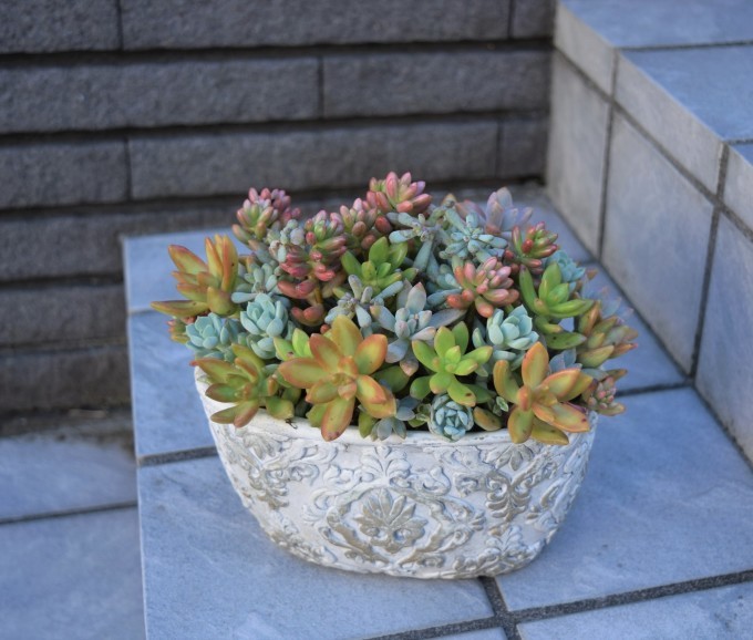 多肉の寄せ植えをまたリメイク_a0228333_21582654.jpg