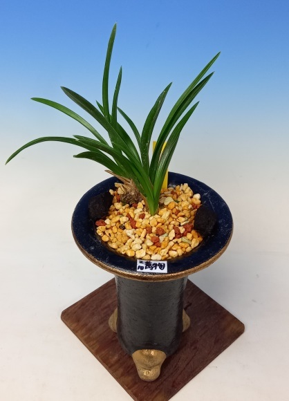 【紀の夕映と花霞】朱金花２点・日本春蘭★韓国春蘭/中国春蘭