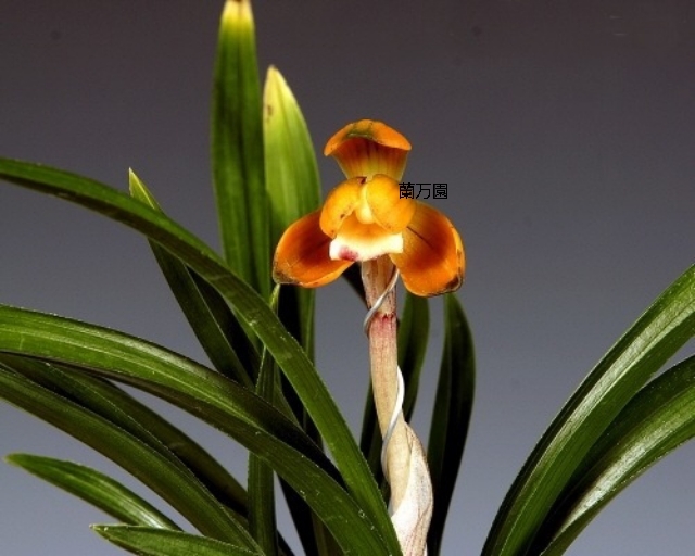 【紀の夕映と花霞】朱金花２点・日本春蘭★韓国春蘭/中国春蘭