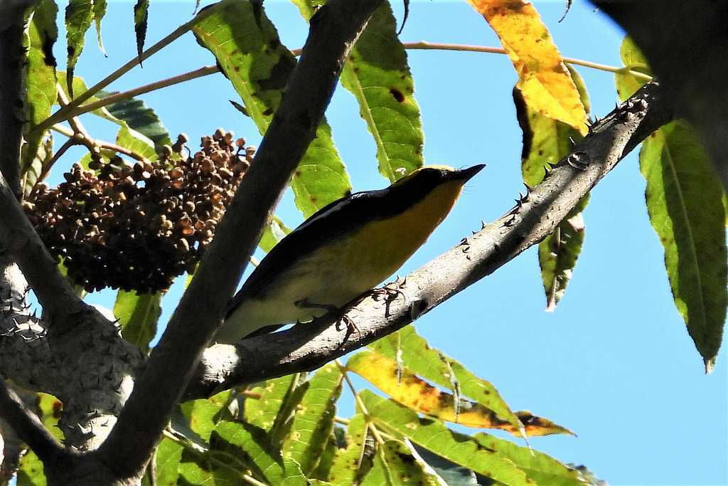 烏山椒の実に集まる鳥たち～キビタキ_a0393942_15591456.jpg