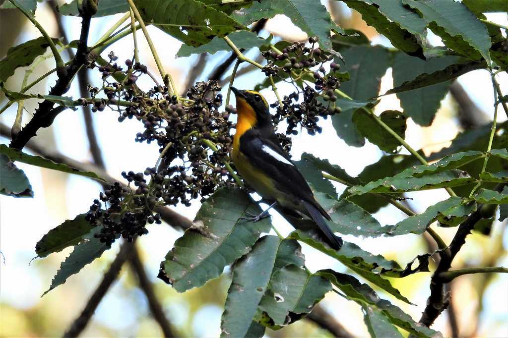 烏山椒の実に集まる鳥たち～キビタキ_a0393942_16011970.jpg