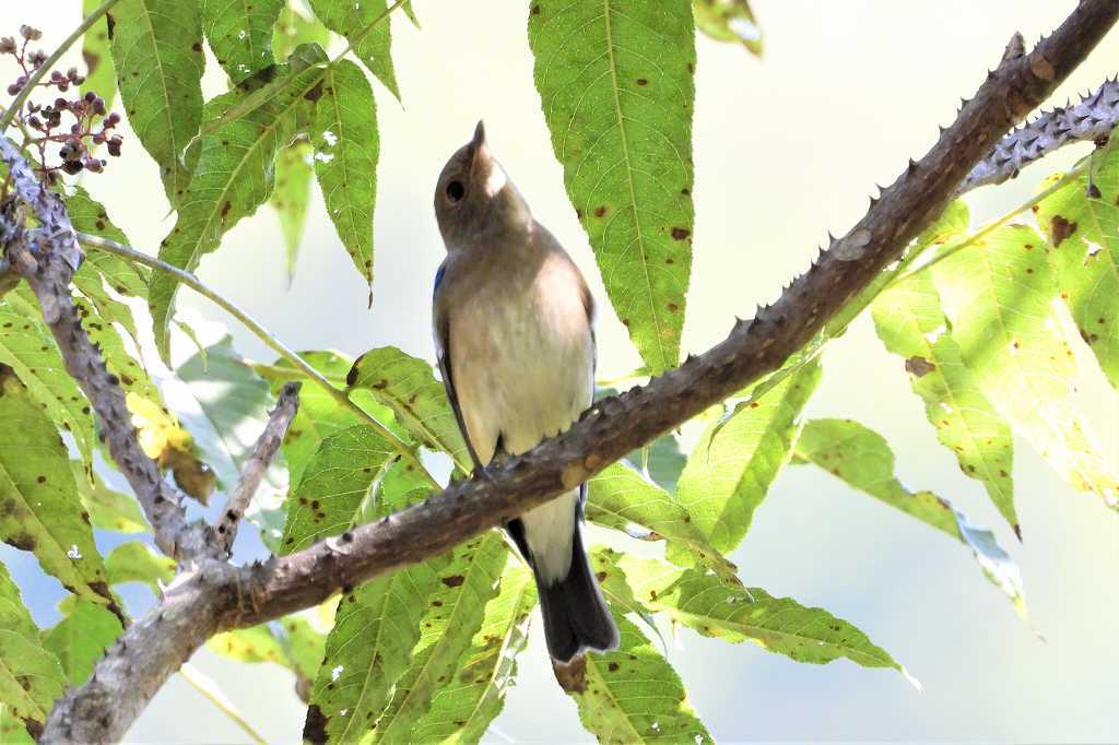 烏山椒の実に集まる鳥たち～オオルリ②_a0393942_20205928.jpg