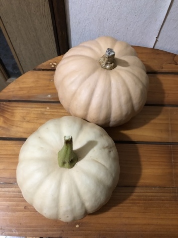 白いかぼちゃ 2個目 私的日常生活 白いかぼちゃ 2個目 私的日常生活