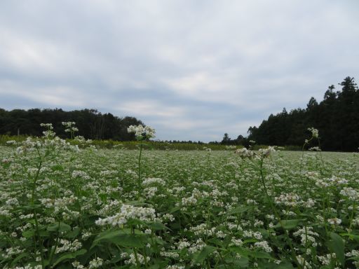 そばの花・・・_c0018470_19240174.jpg