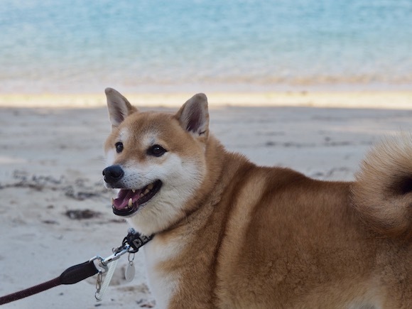 こっちゃん海を渡る 〜2020 秋〜 その1。_a0232774_21330747.jpg
