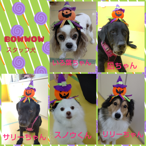 🎃ハッピーハロウィン🎃_f0357682_14285786.jpg