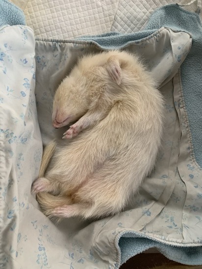 つぶちんお気楽のシンボル へそ天に 思う壺bar Withフェレットinクアラルンプール