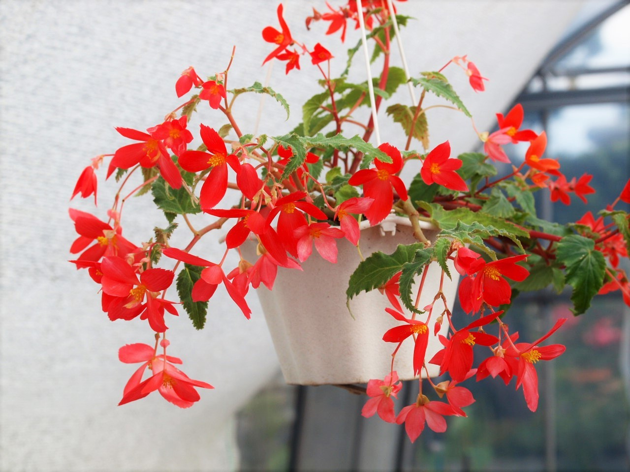 ベゴニアと蘭展 Flowers