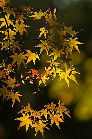 青井岳の紅葉_f0360801_20422161.jpg