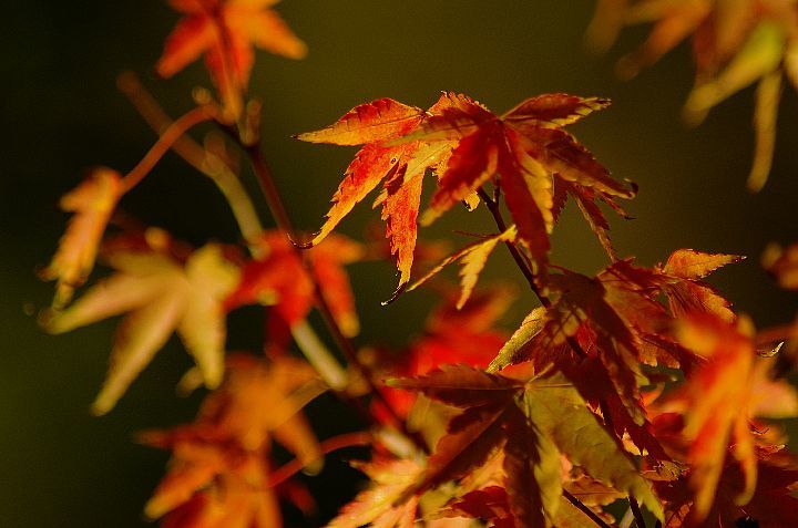青井岳の紅葉_f0360801_20423802.jpg