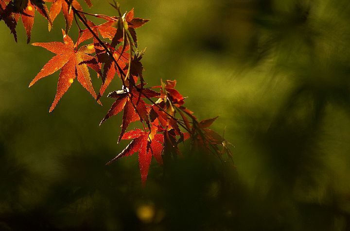 青井岳の紅葉_f0360801_20430484.jpg