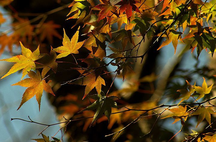 青井岳の紅葉_f0360801_20432359.jpg