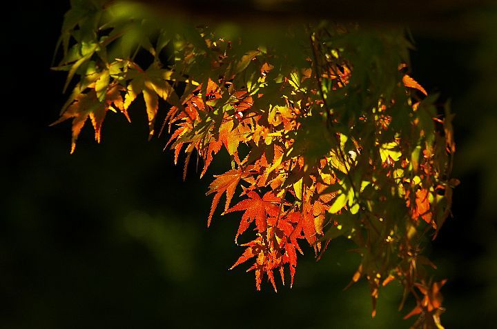 青井岳の紅葉_f0360801_20435328.jpg