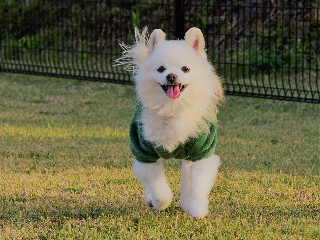 ぼくは王さま_d0360206_20033194.jpg