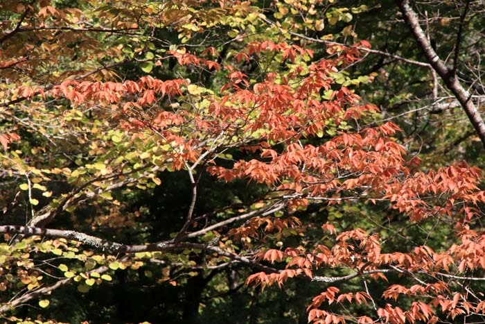 木々が色付いて来た　宝ヶ池公園_e0048413_21413303.jpg