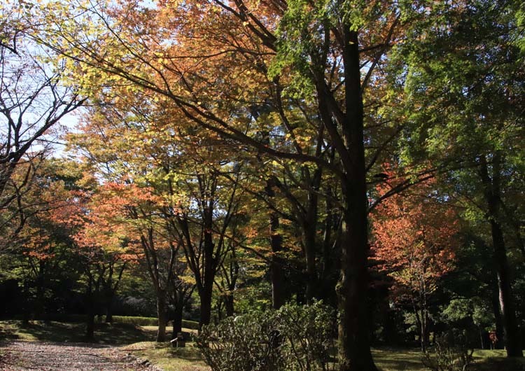 木々が色付いて来た　宝ヶ池公園_e0048413_21414103.jpg