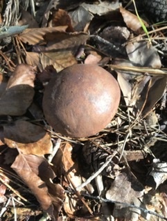 涙茸