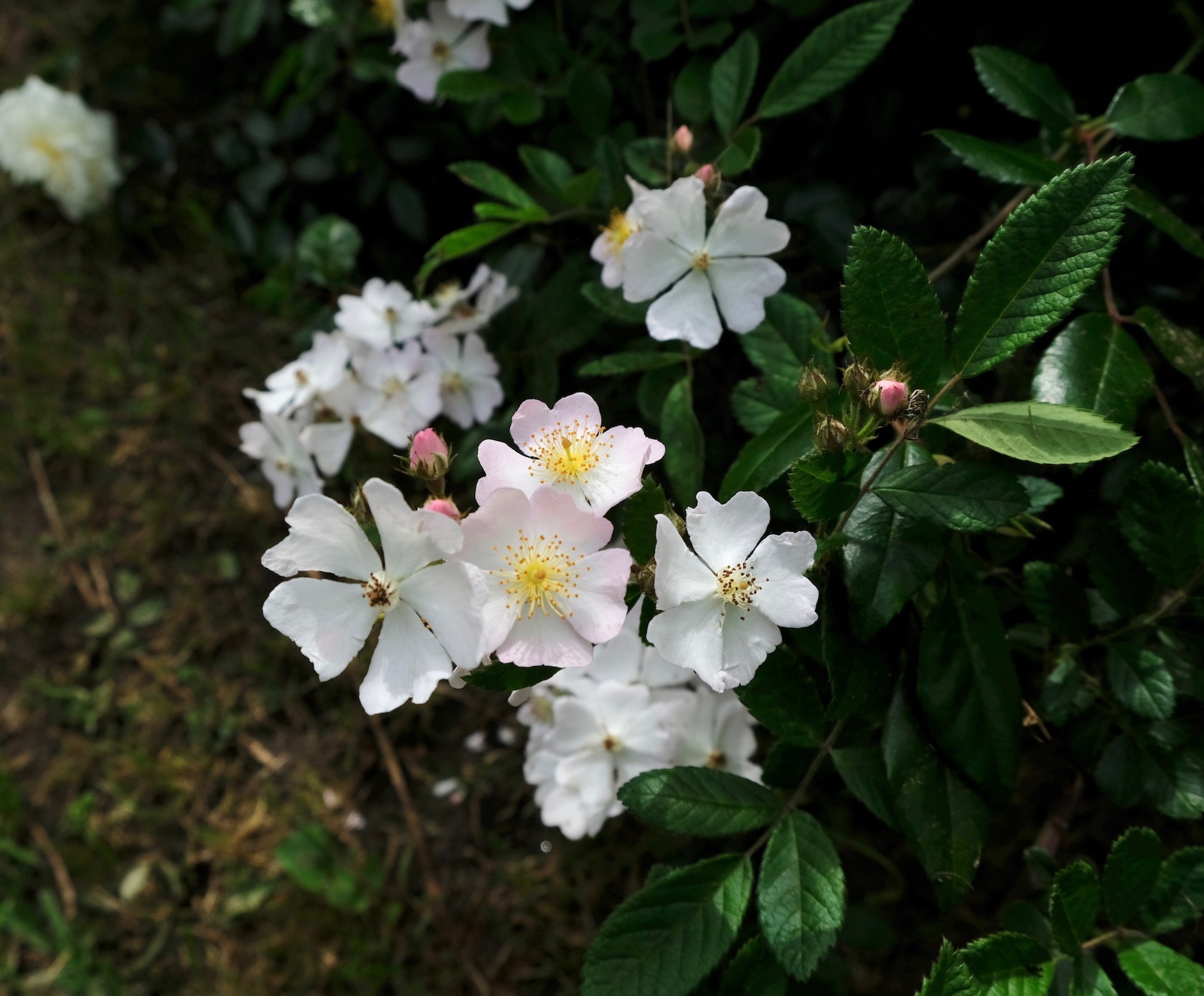 野ばらが満開です Wild Roses On Our Farm アメリカからニュージーランドへ