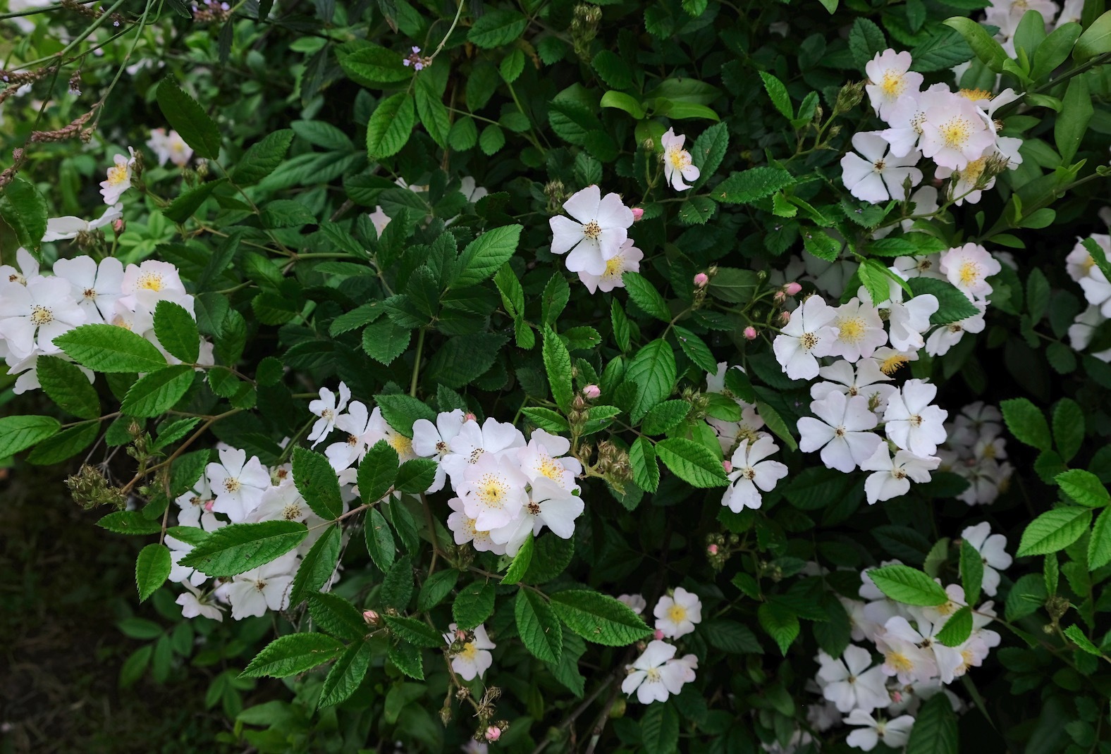 野ばらが満開です Wild Roses On Our Farm アメリカからニュージーランドへ