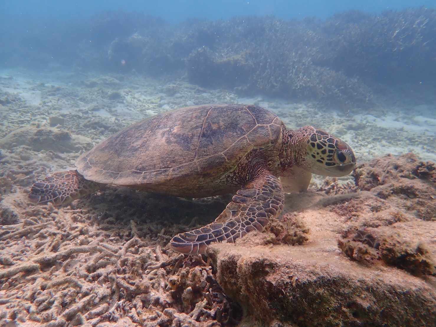 奄美大島 ウミガメシュノーケル_e0237625_18193525.jpg