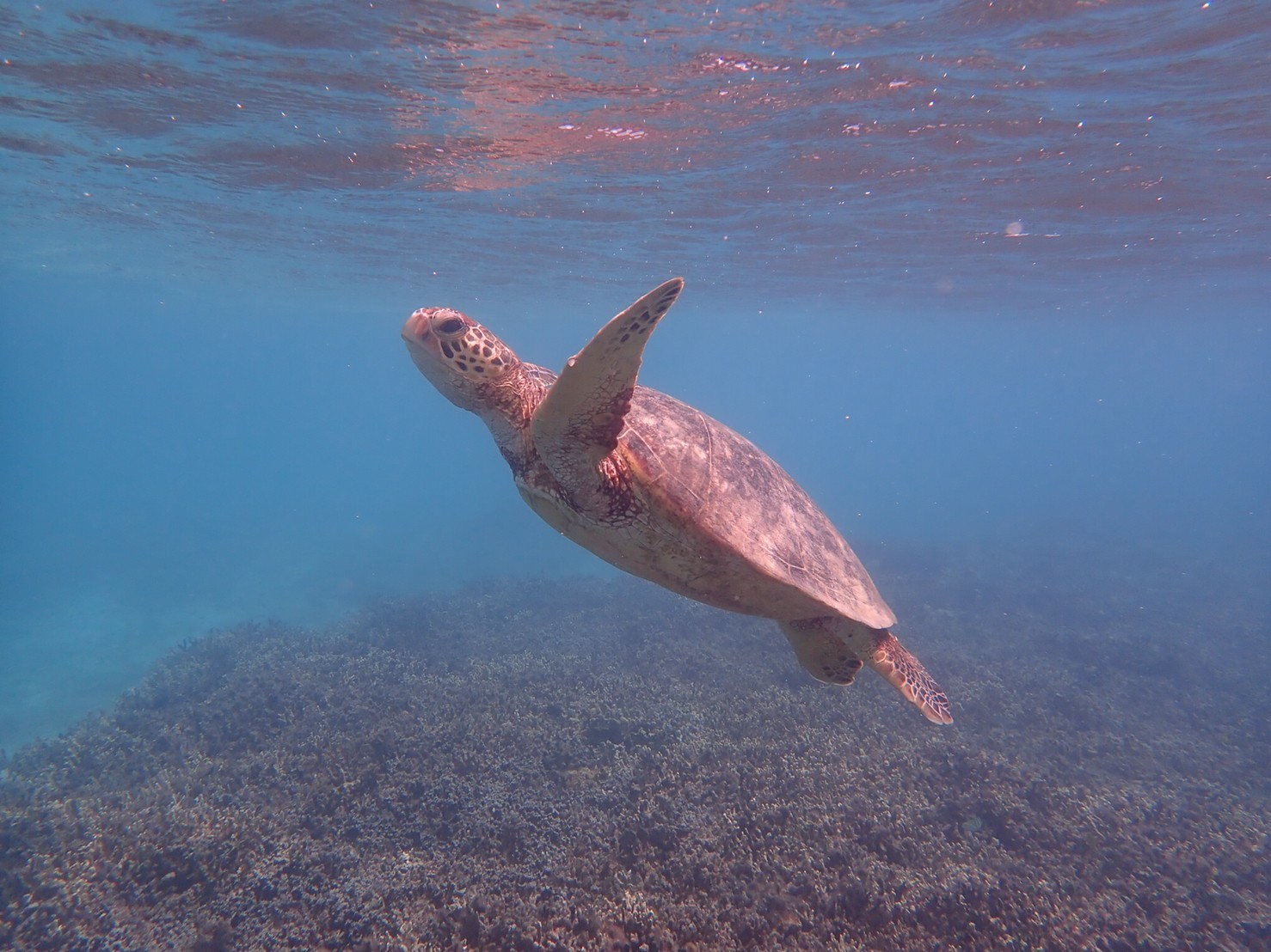 奄美大島 ウミガメシュノーケル_e0237625_18204440.jpg