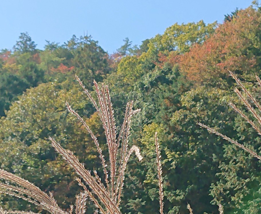 完成に秋～_e0145441_21254277.jpg