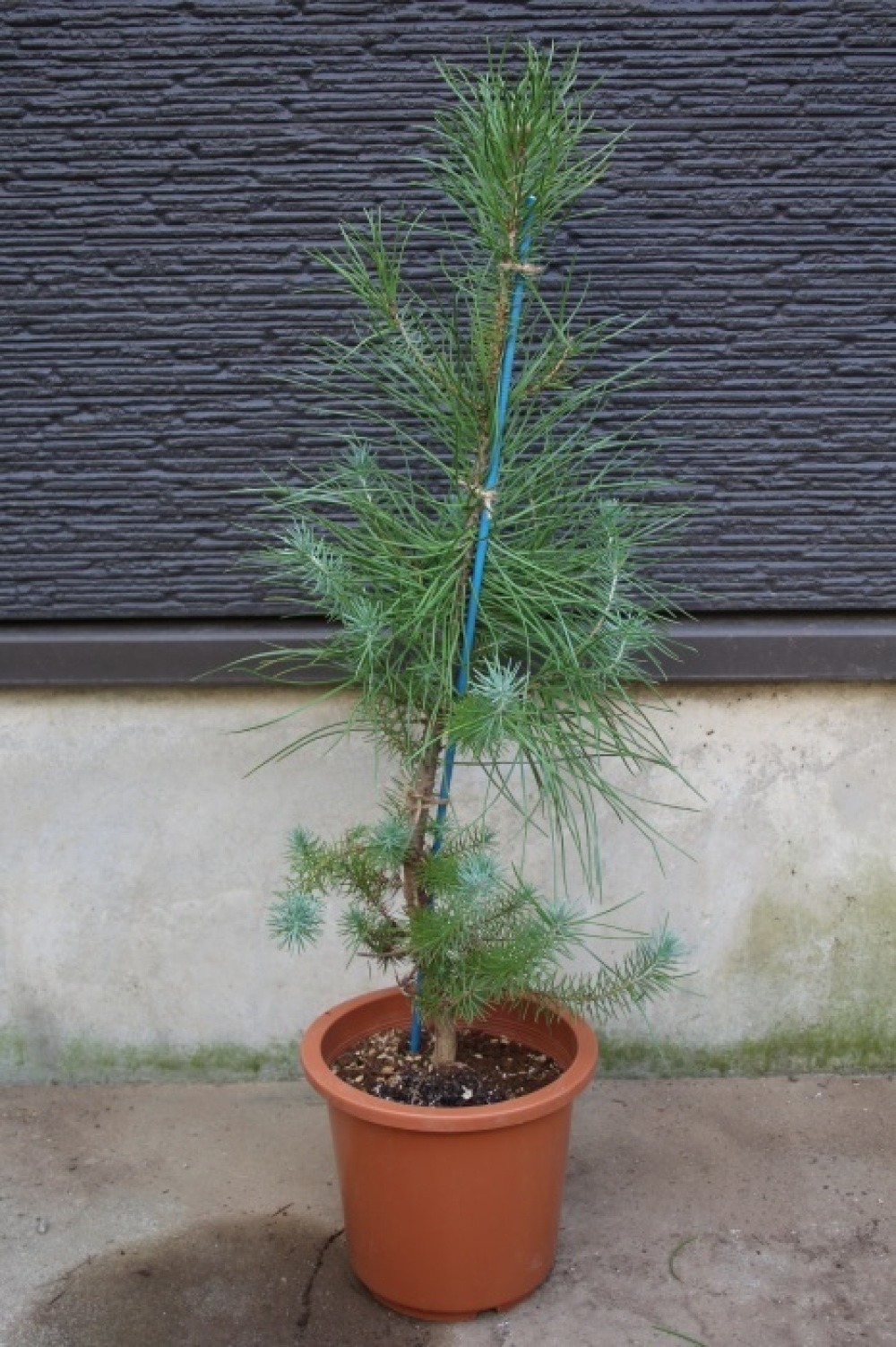 ピナス・ピネア プンゲンストウヒ ポプシー シンボルツリー イタリア