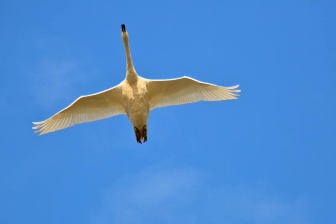 夕方の白鳥_e0403850_20201257.jpg