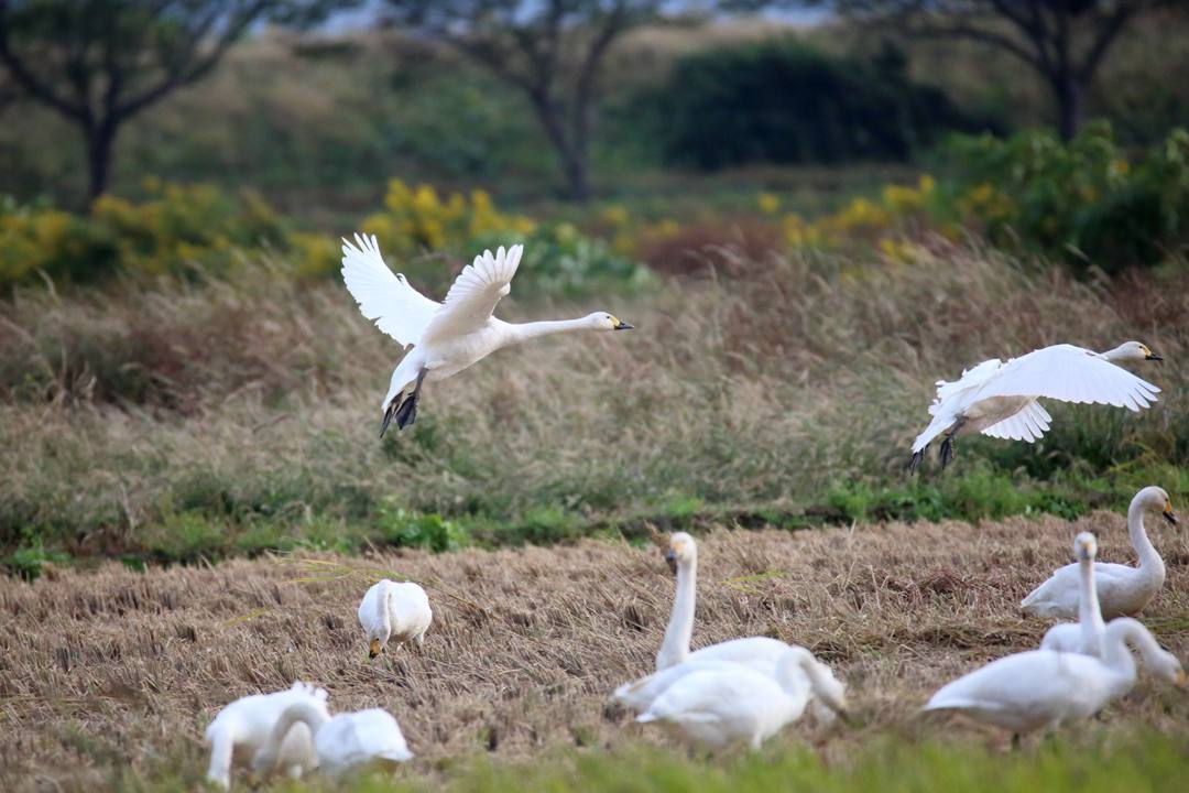 夕方の白鳥_e0403850_20201842.jpg