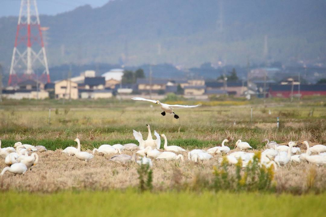 夕方の白鳥_e0403850_20202372.jpg