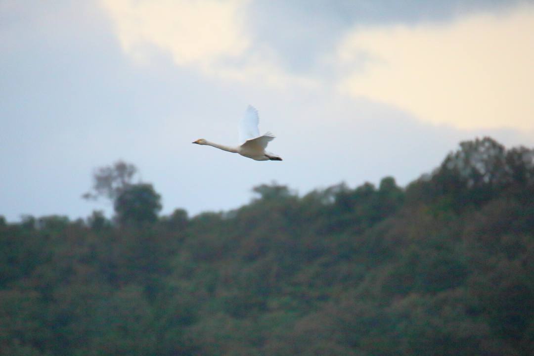 夕方の白鳥_e0403850_20205200.jpg