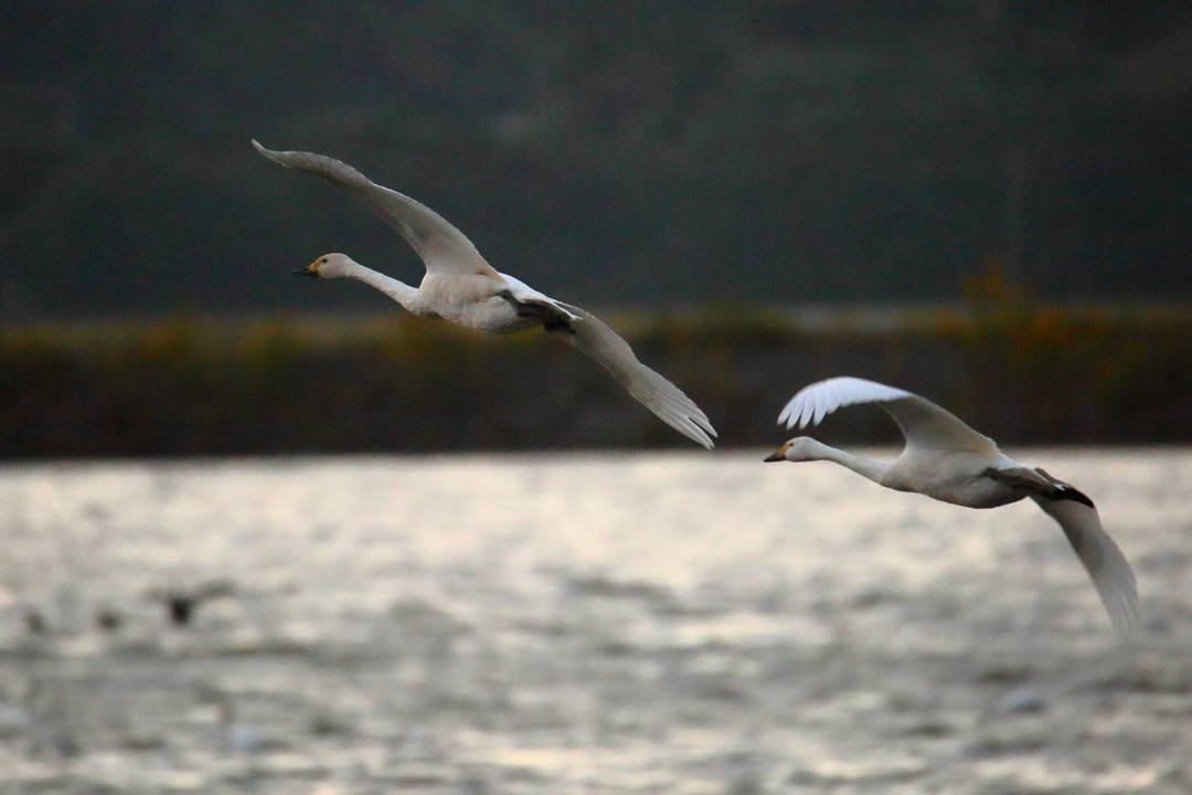 夕方の白鳥_e0403850_20210169.jpg