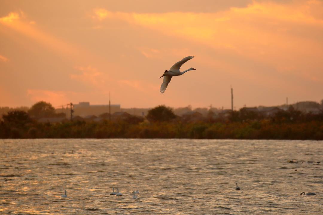 夕方の白鳥_e0403850_20211373.jpg