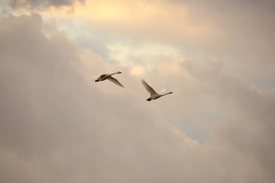 夕方の白鳥_e0403850_20445425.jpg