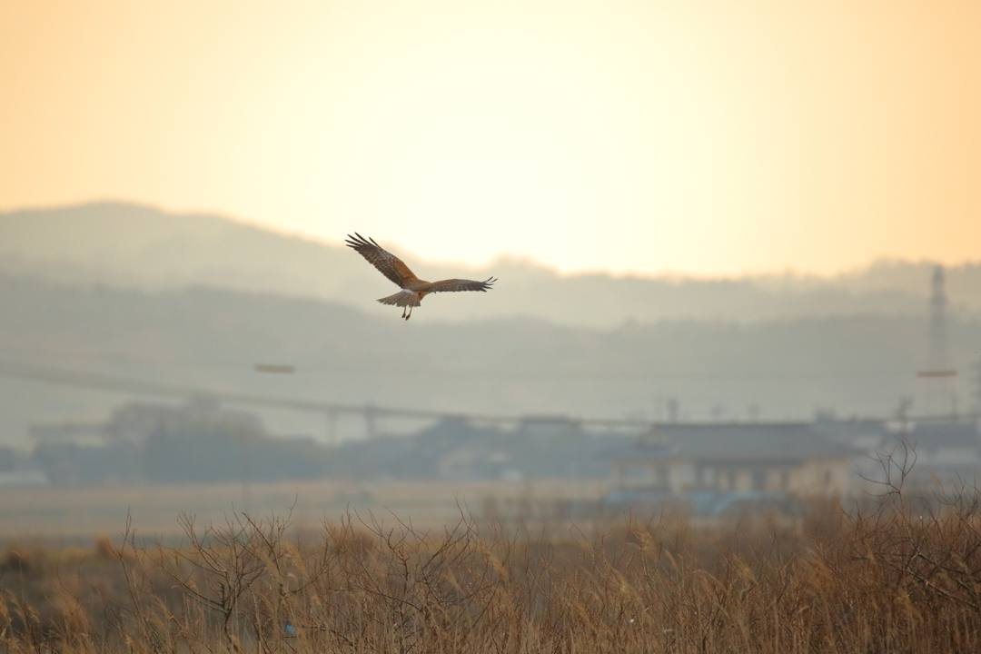 猛禽チュウヒ_e0403850_21474727.jpg