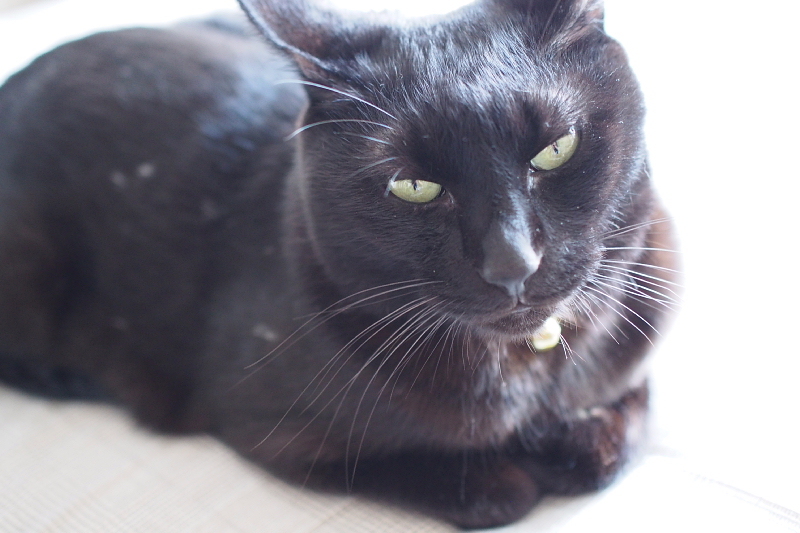 【ハロウィン】今週は、世の中黒猫だらけ！ ～シャトレーゼの黒ねこケーキなどなど_b0008655_09265038.jpg
