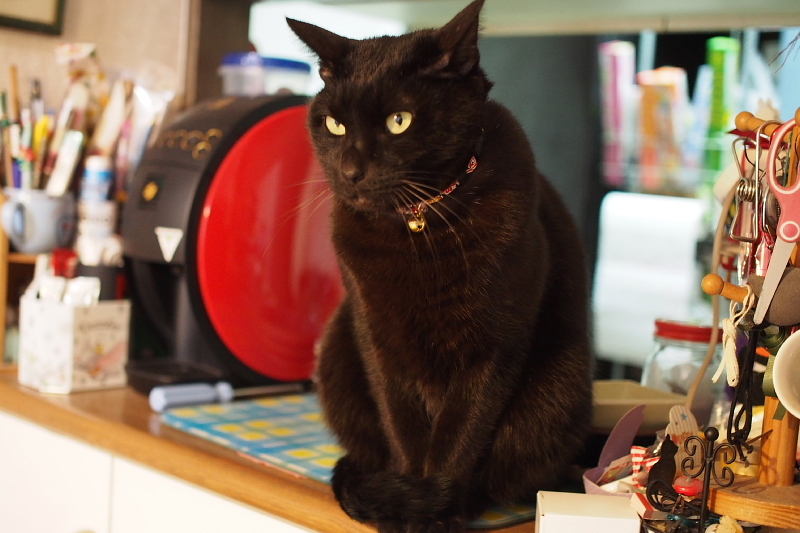 【ハロウィン】今週は、世の中黒猫だらけ！ ～シャトレーゼの黒ねこケーキなどなど_b0008655_09355227.jpg