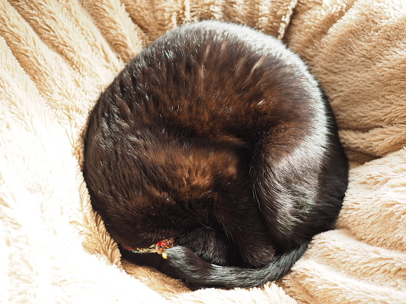 【ハロウィン】今週は、世の中黒猫だらけ！ ～シャトレーゼの黒ねこケーキなどなど_b0008655_09412742.jpg