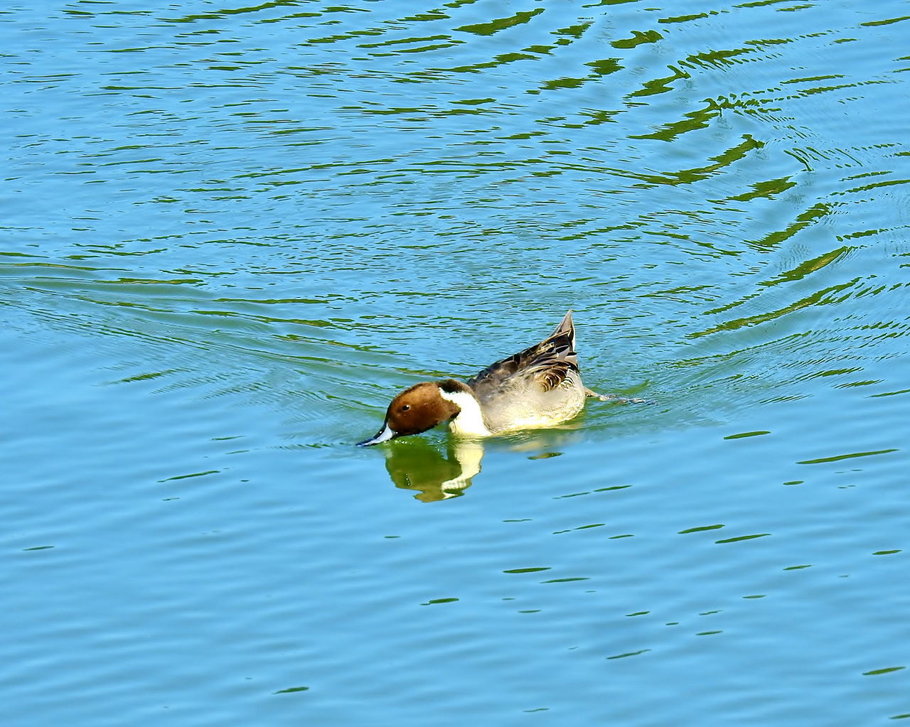 大塩湖で ゴキヅルに再会 ほか_c0305565_17155637.jpg