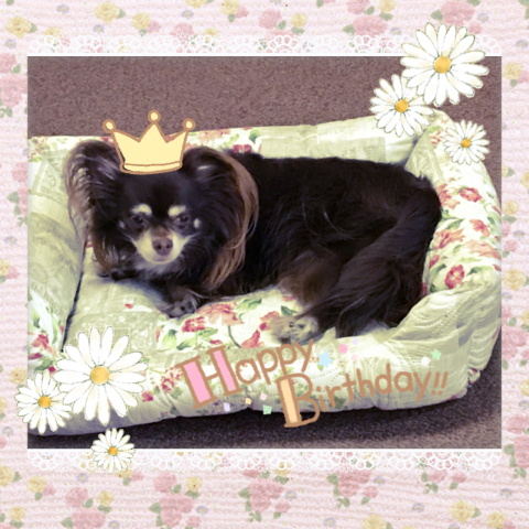 保護犬カフェ天神橋店に ひとり言