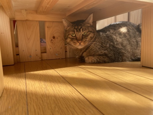 ありがとうございます_a0216583_19575272.jpeg