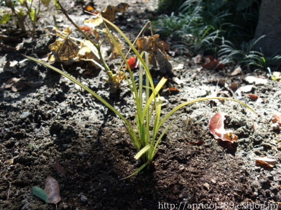 来年の春に向けて…宿根草の植えかえと苗の植えつけ１_c0293787_14471781.jpg