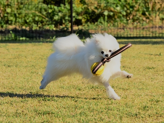 子犬のしつけ_d0360206_19473218.jpg