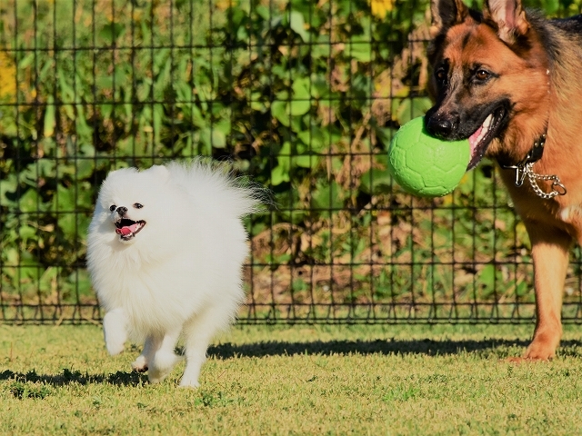 子犬のしつけ_d0360206_19473797.jpg
